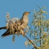 Kukacka obecna - Cuculus canorus - Common Cuckoo 1894